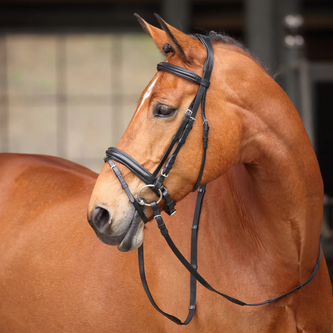 Aspen Bridle
