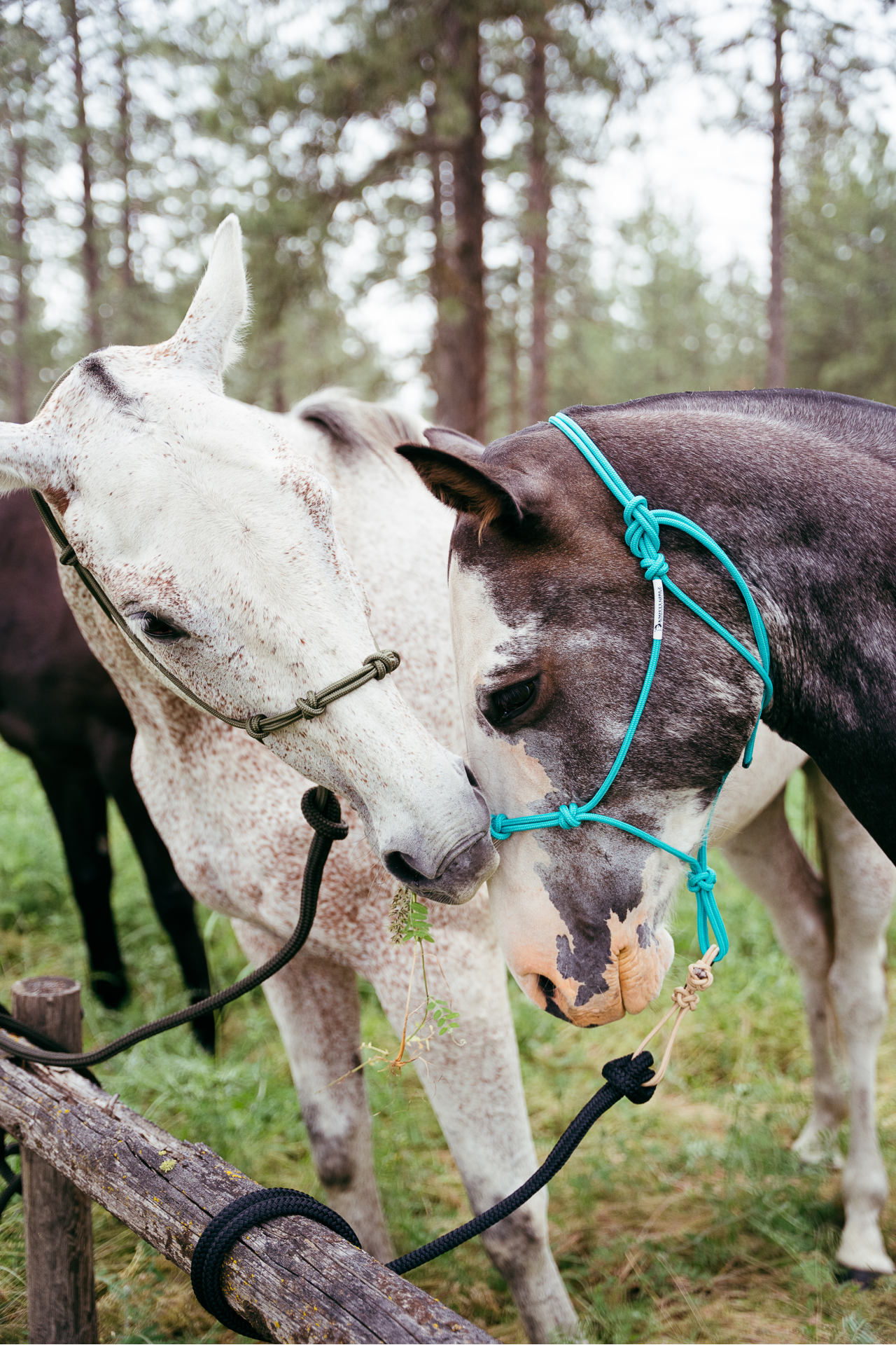 Knotty Girlz 4-Knot Rope Halter