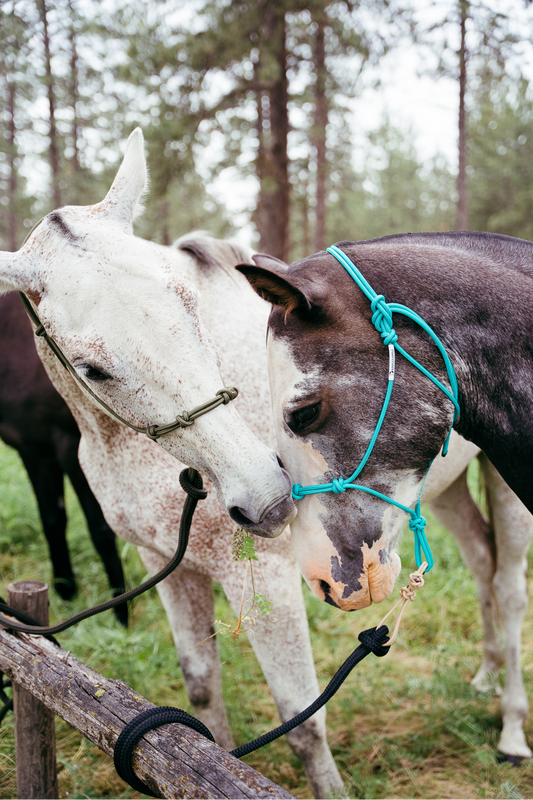 Knotty Girlz 4-Knot Rope Halter